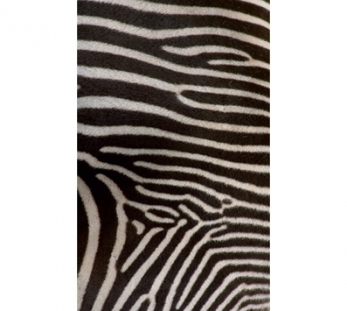 Nokia_5310_2